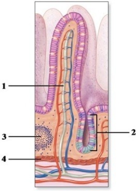 Gross & microscopic anatomy of the alimentary canal. -This figure shows an intestinal villus. What specific layer does number 4 indicate?