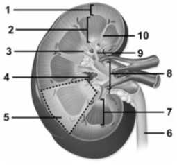 Gross & microscopic anatomy of the urinary tract, including detailed histology of the nephron. -This figure shows a frontal section of the kidney. What structure does number 5 indicate?