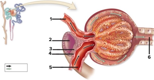 Gross & microscopic anatomy of the urinary tract, including detailed histology of the nephron. -This figure shows a renal corpuscle. The two structures indicated by numbers 3 and 4 collectively form the