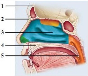 Control of pulmonary ventilation. -In this sagittal section showing the upper respiratory tract, what bone does number 2 indicate?