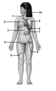 <strong>Lymphatic cells, tissues, & organs. -This figure shows the lymphatic system. Which number indicates the inguinal lymph nodes?</strong> A) 1 B) 4 C) 5 D) 9 E) 10