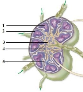 <strong>Lymphatic cells, tissues, & organs. -This figure shows a lymph node and its components. The region indicated by number 1 is a</strong> A) germinal center. B) mantle zone. C) cortical sinus. D) medullary cord. E) medullary sinus.