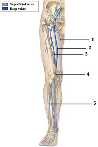 Anatomy & functional roles of the different types of blood vessels. -In the figure showing the veins of the lower extremity, which number indicates the great saphenous vein?