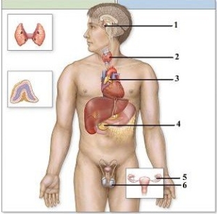 Predictions related to homeostatic imbalance, including disease states & disorders. -This figure shows the endocrine system. Which structure does number 4 indicate?