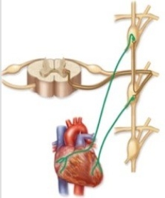 Which type of pathway does this diagram illustrate?  