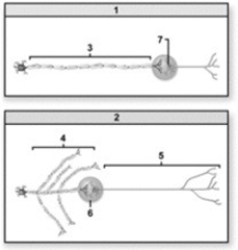 Functions of the autonomic nervous system. -Which of the diagrams illustrates a parasympathetic ANS pathway?