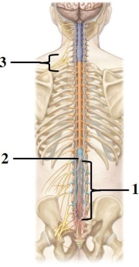Anatomy of the spinal cord & spinal nerves.   -This figure shows the spinal cord and spinal nerves. What structure does number 2 indicate?