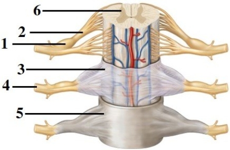 Anatomy of the spinal cord & spinal nerves. -This figure shows an anterior view of the spinal cord and meninges. What structure does number 3 indicate?
