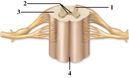 Anatomy of the spinal cord & spinal nerves.   -This figure shows a cross section of the spinal cord. What structure does number 1 indicate?