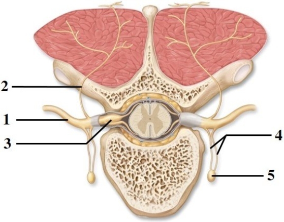 Anatomy of the spinal cord & spinal nerves. -This figure shows spinal nerve branches. What structure does number 1 indicate?