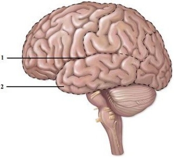 Structure & function of cranial nerves. -This figure shows a left lateral view of the brain. What lobe does number 2 indicate?