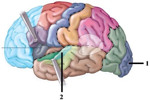 Division, origin, & function of component parts of the brain. -This figure shows the lobes of the cerebrum. What structure does number 2 indicate?