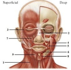 <strong>Module G08 Location & function of the major skeletal muscles. This figure shows the muscles of facial expression. What muscle does number 7 indicate?</strong> A) Mentalis B) Levator labii superioris C) Risorius D) Sternocleidomastoid E) Depressor labii inferioris