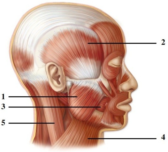 <strong>Module G08 Location & function of the major skeletal muscles. This figure shows a lateral view of the muscles of facial expression. What muscle does number 1 indicate?</strong> A) Temporalis B) Masseter C) Buccinator D) Sternocleidomastoid E) Platysma