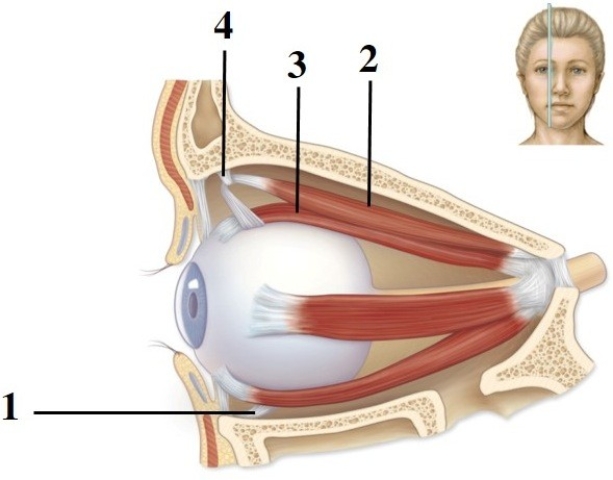<strong>Module G08 Location & function of the major skeletal muscles. This figure shows a medial view of the right eye. What muscle does number 3 indicate?</strong> A) Superior oblique B) Inferior oblique C) Lateral rectus D) Medial rectus E) Superior rectus