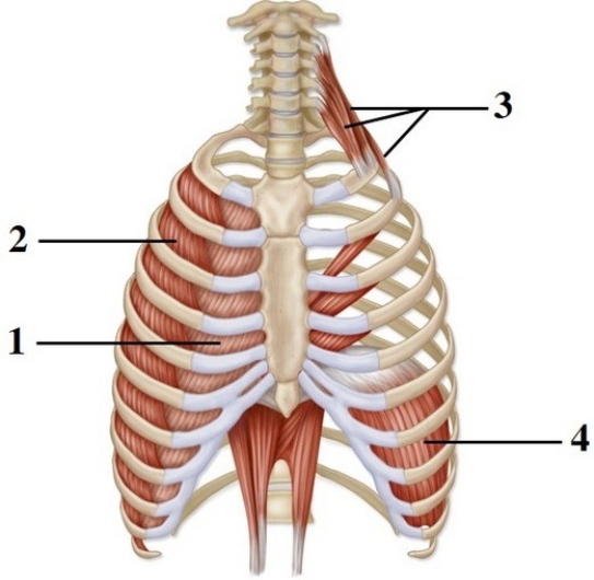   -This figure shows the muscles of respiration. What muscles are indicated by number 1?