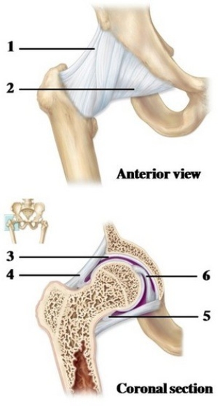 -These figures show the coxal joint. What structure does number 6 indicate?