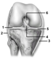 -This figure shows the knee joint. Which number indicates the tibial collateral ligament?