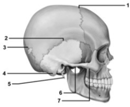 -This figure shows a lateral view of the skull. Which number indicates the lambdoid suture?