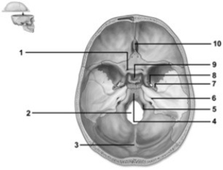-This figure shows a superior view of the cranial cavity. Which number indicates the sella turcica?