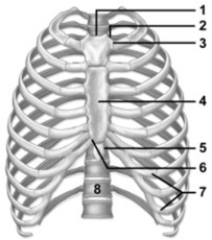 -This figure shows the thoracic cage. Which number indicates the xiphoid process?