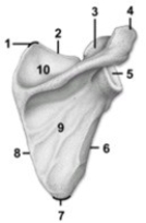 -This figure shows the scapula. What is the feature indicated by number 9?