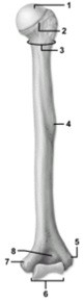 -This figure shows the humerus. What is the feature indicated by number 3?