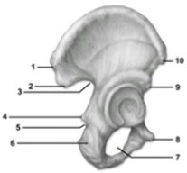 -This figure shows the os coxa. Which of these statements about the figure is correct?