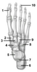 -This figure shows the bones of the ankle and foot. Which number indicates the cuboid bone?