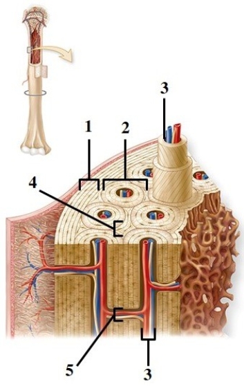   -This figure shows the anatomy of compact bone. Which number indicates an osteon?