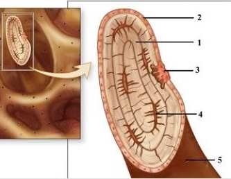 -This figure illustrates the microscopic anatomy of spongy bone. Which number indicates a central canal?