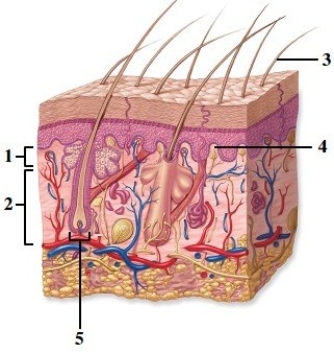 <strong>Module E06 Predictions related to homeostatic imbalance, including disease states & disorders. Which number indicates a dermal papilla?</strong> A) 1 B) 2 C) 3 D) 4 E) 5