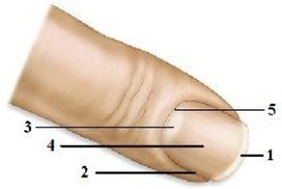 <strong>Module E04 Anatomy & functional roles of accessory structures. Which number indicates the eponychium?</strong> A) 1 B) 2 C) 3 D) 4 E) 5