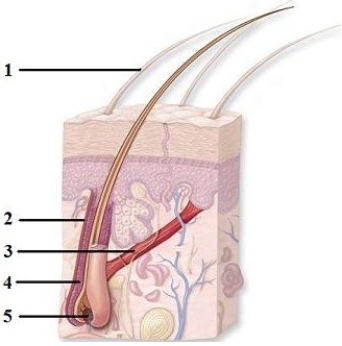   -Which number indicates the arrector pili muscle?
