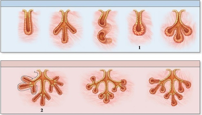   -Number 2 indicates a compound ________ gland.