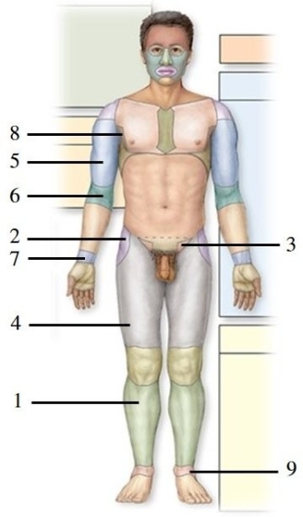   -This figure shows an anterior view of a human in the anatomic position. What region does number 1 indicate?