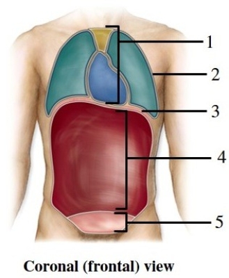 -This figure shows a frontal view of a human. What does number 2 indicate?