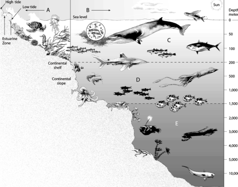 Use the figure above to answer the following question(s). -Choose the zone that contains the majority of all marine species.