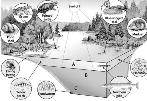 Use the figure above to answer the following question(s). -Choose the zone primarily inhabited by invertebrates,such as decomposers,that can live in the low oxygen.
