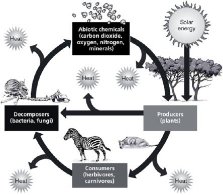 -In the accompanying figure,notice that heat is lost by each component of the ecosystem,and that the sun is shown entering at only one point in the system.Explain how this is representative of the two laws of energy (two laws of thermodynamics).