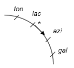 <strong>The figure below shows a partial chromosome map of an E. coli Hfr strain. Each mark equals 10 minutes. If transfer of genes begins at * and goes in the direction of the arrow, which of the predicted results from this map is MOST likely to be observed? </strong> A) gal will be the first and ton will be the last gene to be transferred. B) lac and azi will rarely be transferred together. C) Ten minutes after transfer of ton, azi will be transferred. D) It would take 30 minutes to transfer all of the genes that are shown. E) All the chromosomal genes will be transferred by the end.