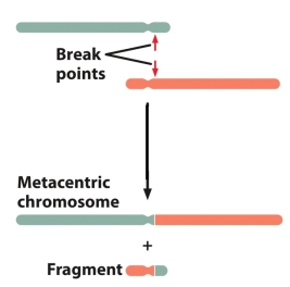 <strong>Which of the following is represented in the figure? </strong> A) pericentric inversion B) reciprocal translocation C) nonreciprocal translocation D) duplication E) equal crossing over