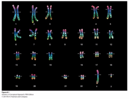 <strong>In order to perform karyotype analysis, chromosomes are obtained from actively dividing cells and treated with chemicals to keep them at the _____ stage of mitosis. </strong> A) prophase B) interphase C) anaphase D) telophase E) metaphase