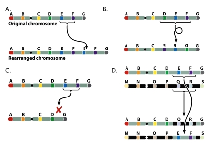 <strong>Which of the following chromosome rearrangements represents inversion? </strong> A) A B) B C) C D) D
