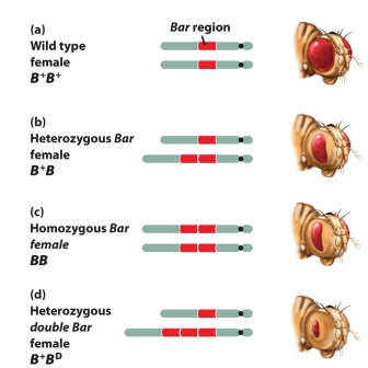 <strong>Which of the following statements regarding the Drosophila Bar phenotype is NOT true? </strong> A) Unequal crossing over event may give a rise to the duplication of the Bar region. B) The trait is inherited as a complete dominant where both homozygous and heterozygous show similar phenotype. C) The more Bar segment copy the fly has, the more reduced the facets in the eyes get. D) The Bar phenotype reflects the genetic phenomenon called gene dosage effect. E) The balance of gene product is critical to cell function and normal development.