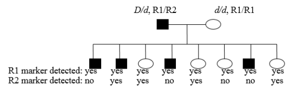 <strong>You are examining the following human pedigree and want to determine if the rare dominant disease allele (D) is linked to a specific DNA sequence location you are using as a molecular marker. Parental and progeny genotypes and phenotypes are indicated. Note that the father is a dihybrid at both loci, but the mother is homozygous at both loci. There is complete penetrance of the trait and a linkage phase of D-R1/d-R2 in the father. Assuming that the marker and the gene are linked, what is the best estimate of the map distance between the two loci? </strong> A) 12 m.u. B) 50 m.u. C) 16 m.u. D) 5 m.u. E) 25 m.u.