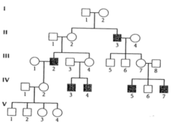 <strong>The pedigree below shows the sex-linked recessive inheritance of Nance-Horan syndrome, a rare Mendelian disorder in which affected persons have cataracts and abnormally shaped teeth. What is the probability that the first child of IV-6 and V-3 would have Nance-Horan syndrome? </strong> A) <sup>1</sup>/<sub>4</sub> B) <sup>1</sup>/<sub>2</sub> C) 1/8 D) 3/16 E) <sup>3</sup>/<sub>4</sub>