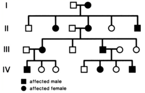 <strong>The pedigree below shows the segregation of an autosomal dominant trait. If IV-1 marries IV-5, what is the probability that their first child will be affected? Assume that the homozygous mutant genotype is viable and has the same phenotype as the heterozygote. </strong> A) 1/4 B) 1/2 C) 3/4 D) 3/8 E) 1/8