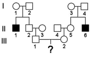 <strong>The pedigree below shows the segregation of an autosomal recessive trait. What is the probability that the child of III-1 and III-2 will be affected? Assume that individuals from outside the families are homozygous normal. </strong> A) 1/9 B) 1/64 C) 1/36 D) 1/12 E) 1/16