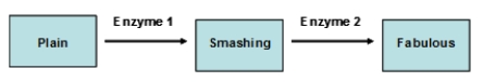 <strong>Suppose that the fabulous phenotype is controlled by two genes, A and B, as shown in the following diagram. Allele A produces enough enzyme 1 to convert plain to smashing. Allele a produces no enzyme 1. Allele B produces enough enzyme 2 to convert smashing to fabulous. Allele b produces no enzyme 2. The A and B genes are both autosomal and assort independently. - What will be the phenotype(s) of the F<sub>2</sub> offspring of a true-breeding fabulous father and a true-breeding plain mother (aa bb)?</strong> A) 9 fabulous : 7 plain B) 13 fabulous : 3 plain C) 9 fabulous : 3 smashing : 4 plain D) 12 plain : 3 fabulous : 1 smashing E) 15 fabulous : 1 smashing